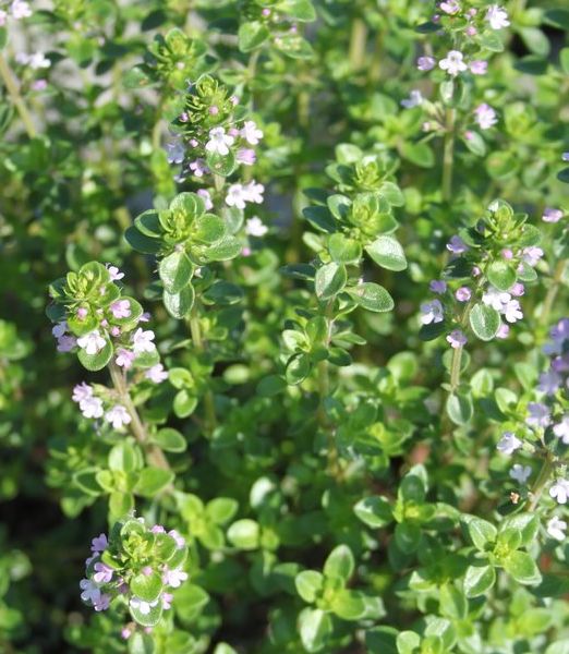 Thymus citriodorus lemon